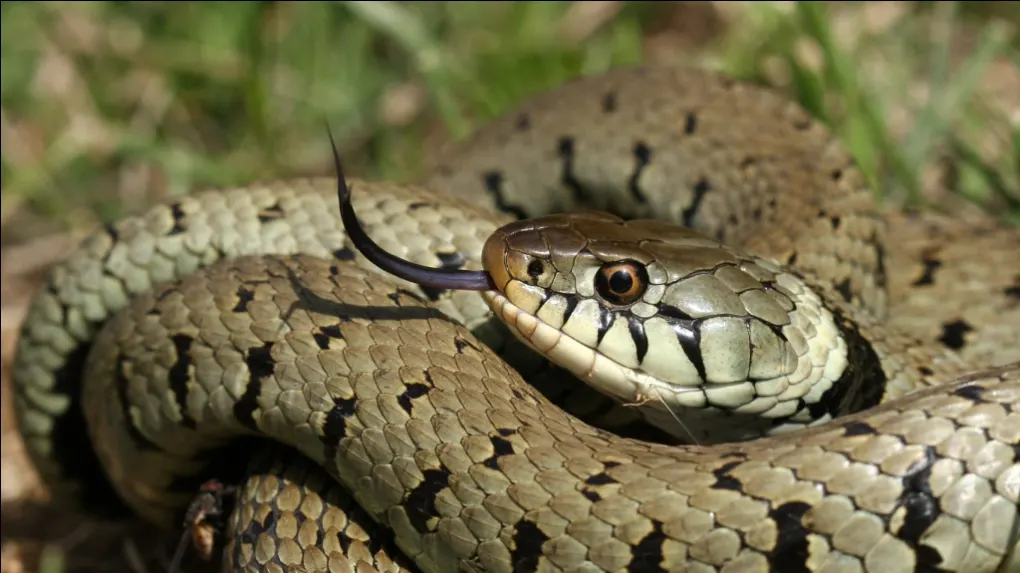 Dreaming About a Snake elonmurskkkkkkkks