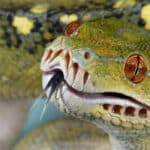 Dreaming About a Snake elonmurskkkkkksks