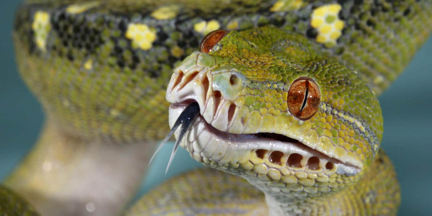 Dreaming About a Snake elonmurskkkkkksks