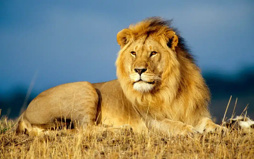 What Does It Mean to Dream of a Lion elonmurskkkkkk