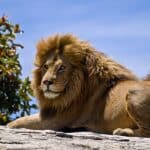 What Does It Mean to Dream of a Lion elonmurskkkmkkk