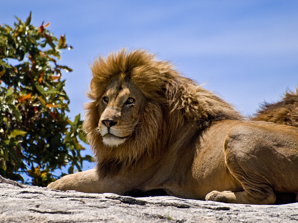 What Does It Mean to Dream of a Lion elonmurskkkmkkk
