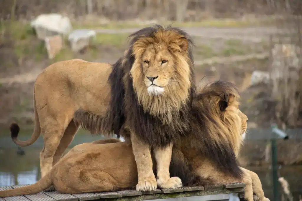 What Does It Mean to Dream of a Lion elonmurskkkr