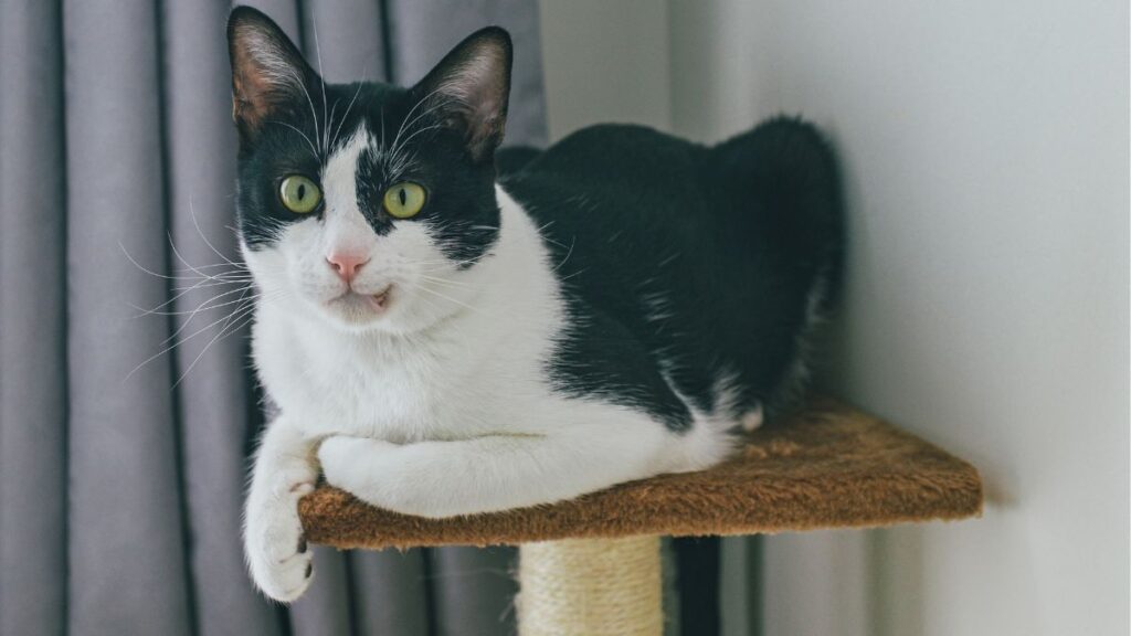 dreaming about a cat elonmurskkkkksksk