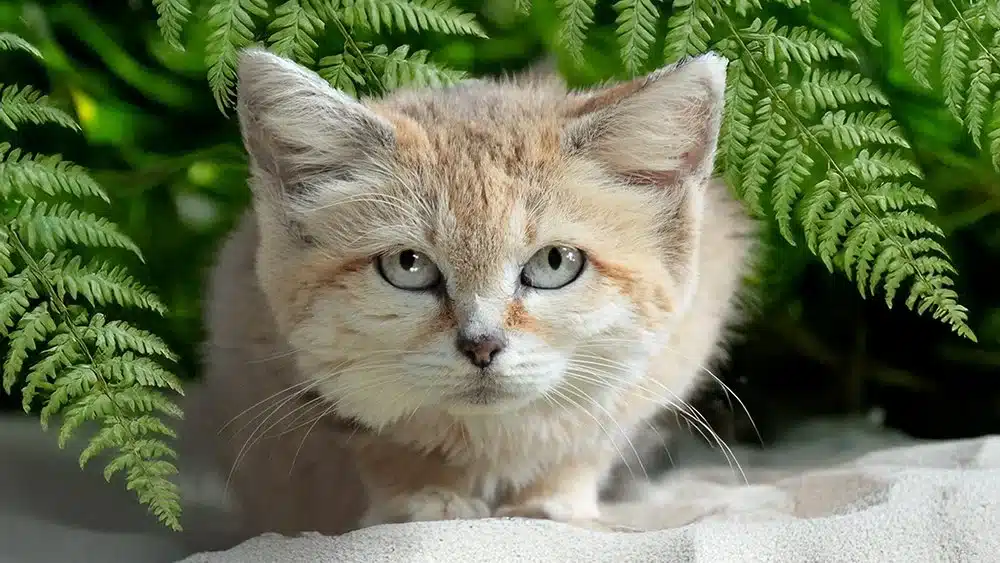 dreaming about a cat elonmurskkkkksksksksk